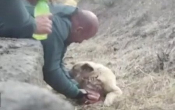 Ma’êna, salvan a un perrito