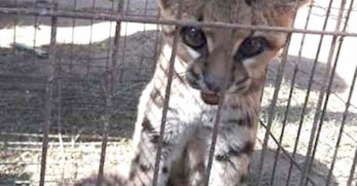 Atraparon a gatito tirica en Itapúa