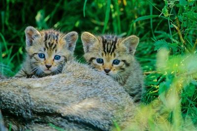 Los gatos, la gran amenaza para las especies autóctonas - Mascotas - ABC Color
