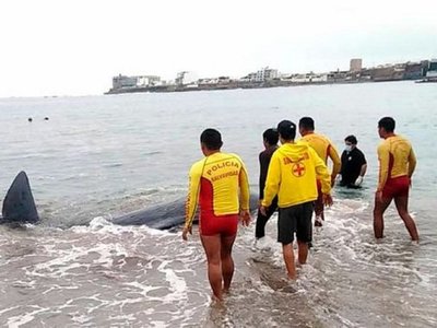 Una ballena bebé muere tras quedar varada en una playa de Perú