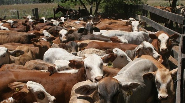 Bajo la oferta de ganado para frigoríficos y se estilizo el precio del ganado gordo