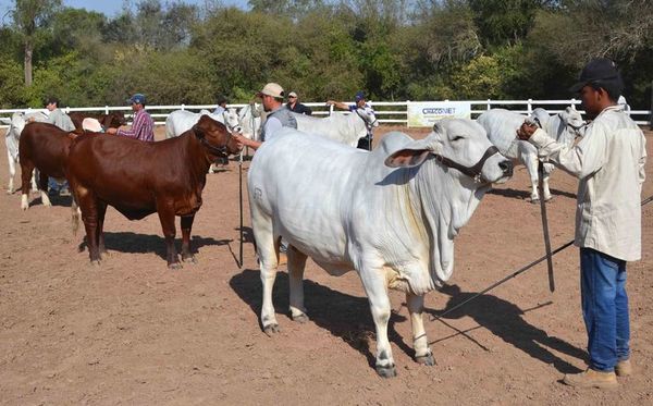 Vaquilla de futuro y toro tipo frigorífico - ABC Rural - ABC Color