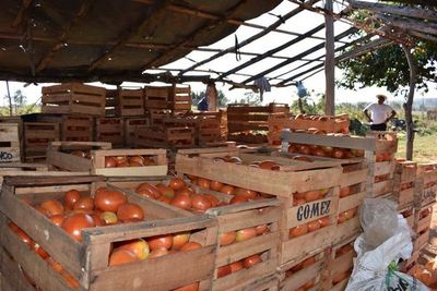 Tomateros de Arroyos y Esteros se sienten engañados por ministro - Nacionales - ABC Color