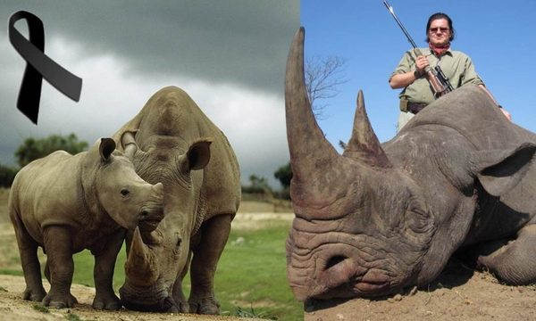 37 años de prisión para cazador que mató una rinoceronte y su cría