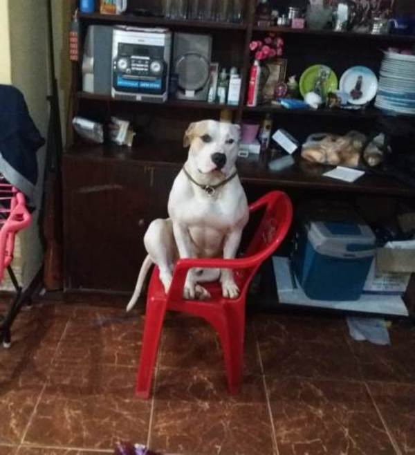 El perro fan de Polémica en el Bar, ahora ve MasterChef