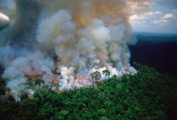 Incendios forestales: "El espectro afectado fue muy grande" » Ñanduti
