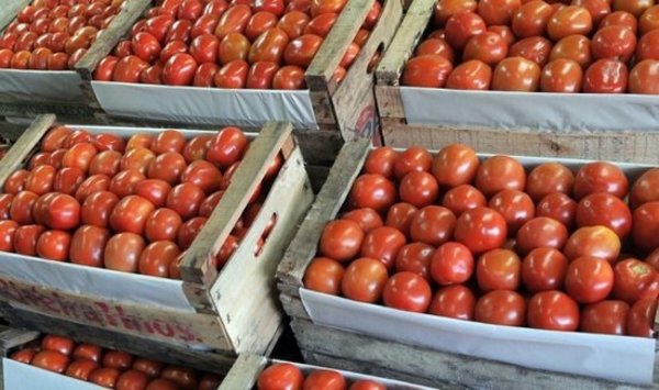 Ministerio de Agricultura apela a que "no se descomponga ningún kilo de tomate" » Ñanduti