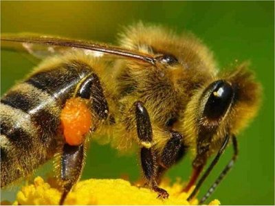 Cuba evalúa beneficio de abeja sin aguijón