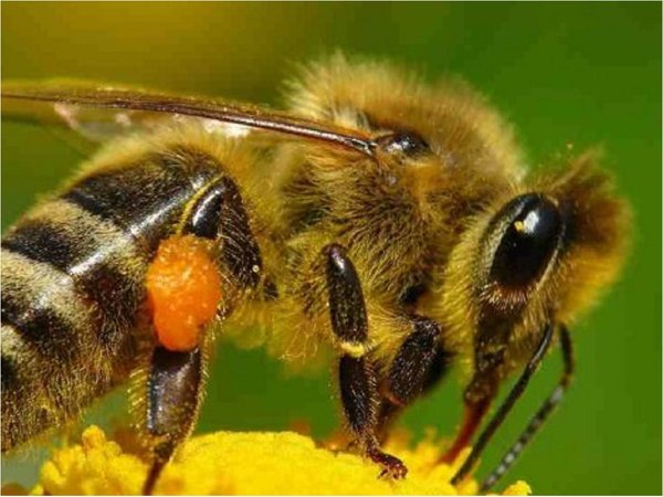 Cuba evalúa beneficio de abeja sin aguijón