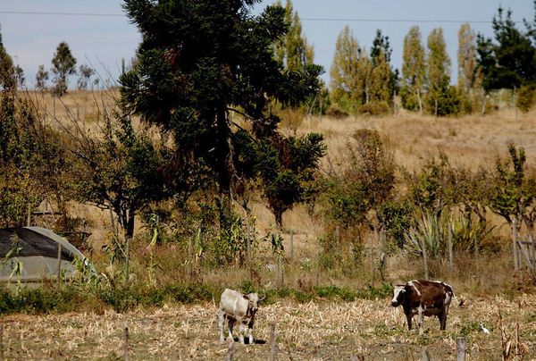 Chile extiende decreto de emergencia agrícola a varias zonas del país