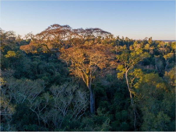 Premiaron a los 5 colosos de la tierra 2019