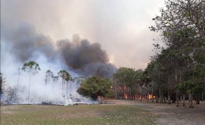 HOY / Arman brigada de rescate de animales afectados por los incendios forestales en el Chaco