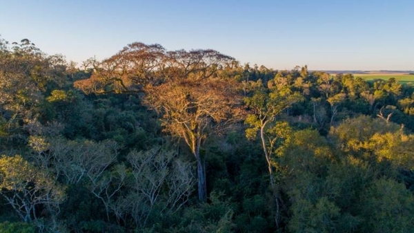 HOY / Un Yvyra Pytâ de 46 metros es el 'Coloso de la Tierra' 2019