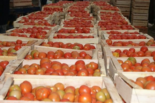 Ferias de tomates también en San Lorenzo | San Lorenzo Py