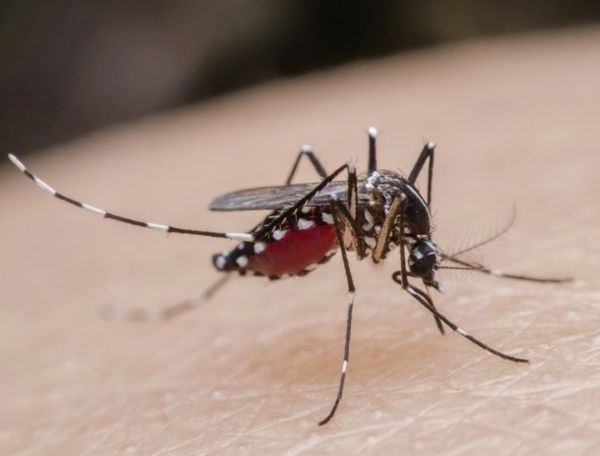 Aún no se confirma si mujer murió por dengue - Locales - ABC Color