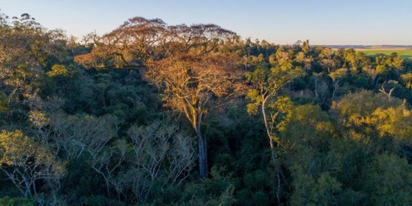 UN YVYRA PYTÂ ITAPUENSE DE 46 METROS ES EL ‘COLOSO DE LA TIERRA’ 2019