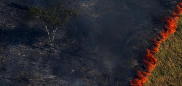 El pulmón de América tardará unos 30 años en recuperarse