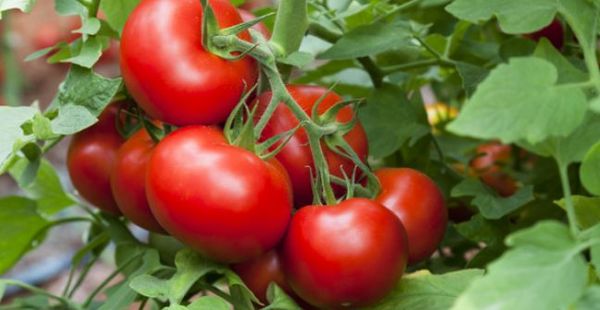 MAG busca poner fin a problemática tomatera