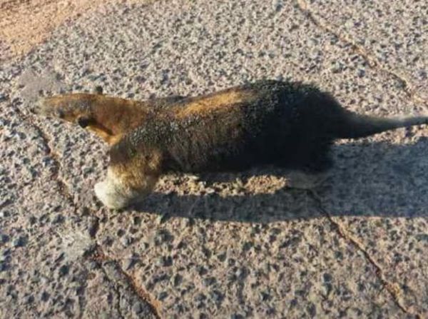 Ruegan donaciones y voluntarios para rescatar animales en el Chaco - Nacionales - ABC Color
