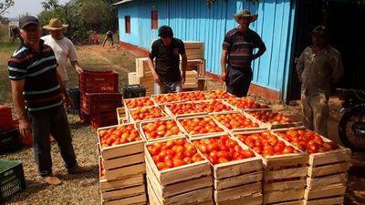 Tomateros se preparan para vender  sus productos  - Nacionales - ABC Color