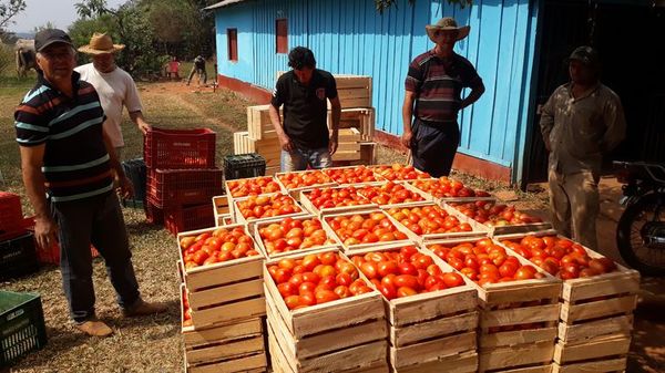 Tomateros se preparan para vender sus productos - Nacionales - ABC Color