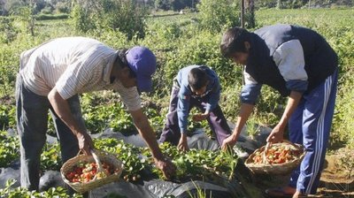 Gobierno ratifica apoyo a productores frutihortícolas - .::RADIO NACIONAL::.