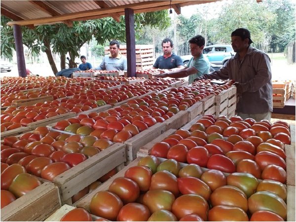 Productores de tomate alistan 10.000 kilos para venta en Asunción