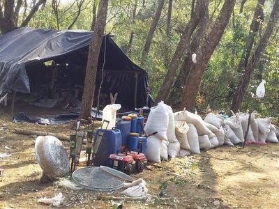 Senad destruyó más de 24 toneladas de marihuana en Amambay - Nacionales - ABC Color