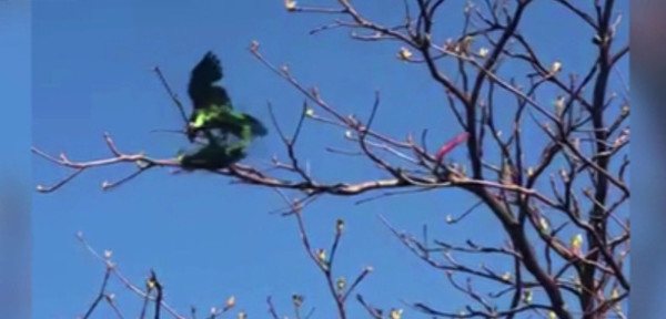 Nos invaden los loros | Noticias Paraguay