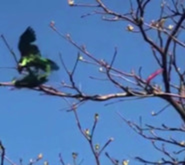 Loritos óga invaden la capital - Paraguay.com