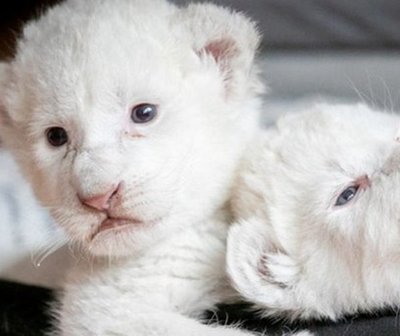 Cachorros de león blanco nacieron en Francia