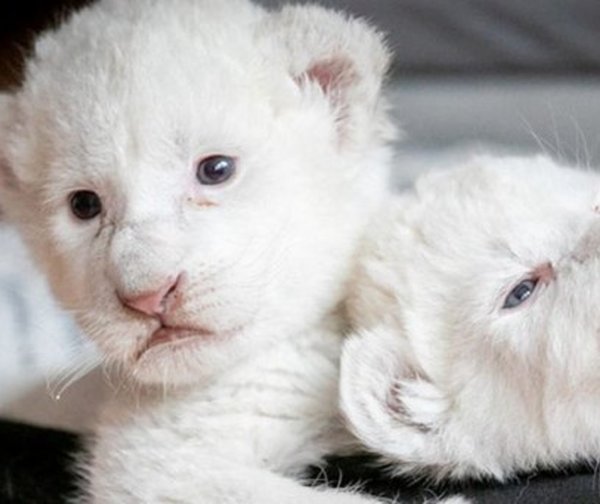 Cachorros de león blanco nacieron en Francia