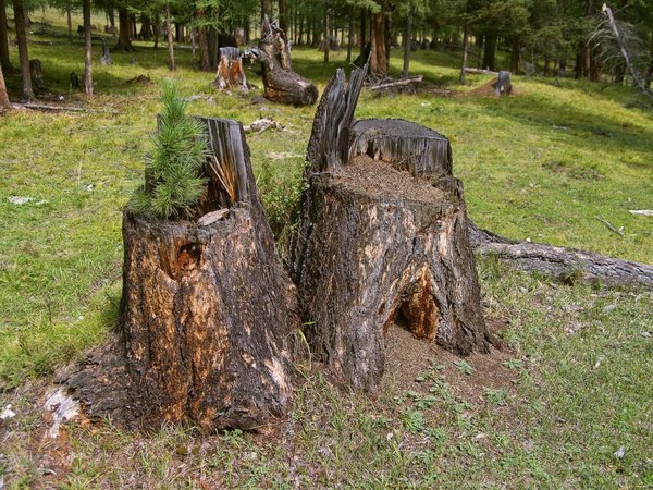 Ordenan plantar 3.000 árboles a hombres acusados de ecocidio