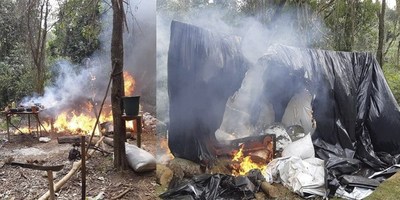 SENAD ERRADICÓ PLANTACIÓN DE MARIHUANA EN CAAZAPÁ.