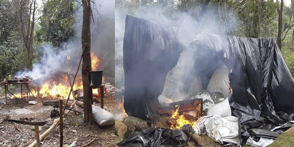 SENAD ERRADICÓ PLANTACIÓN DE MARIHUANA EN CAAZAPÁ.