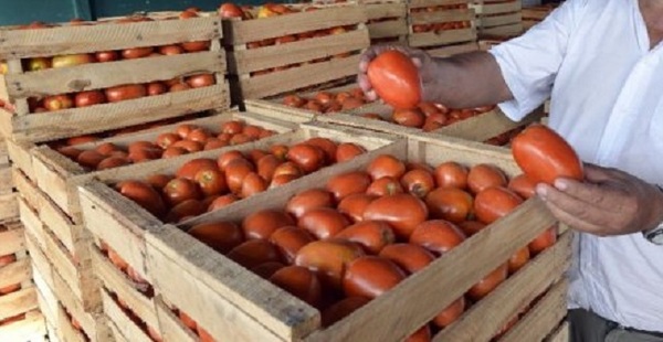 Productores preparan 10 mil kilos de tomates para la venta en Asunción