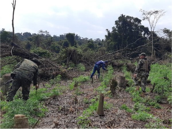 Caazapá: Destruyen siete hectáreas de plantaciones de marihuana