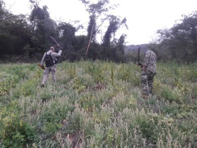 Destruyen cuatro hectáreas de Marihuana en Caaguazú - Nacionales - ABC Color