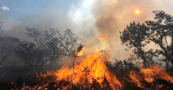 ¡SOS! 500 mil hectáreas  en 17 días