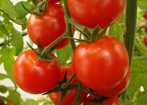 Sigue ingresando tomate de contrabando