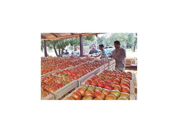 Productores de Oviedo  envían   las primeras 10 toneladas de tomate
