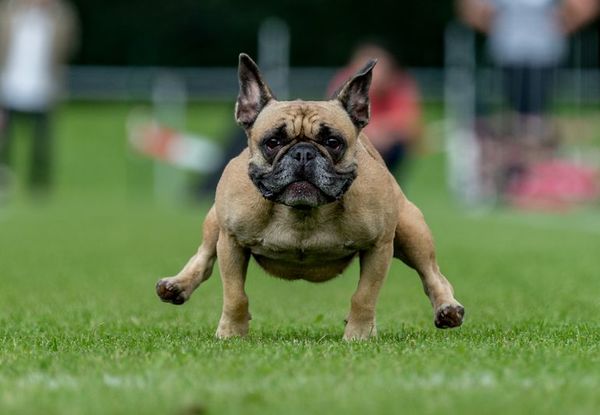 Anuncian fin de las carreras de pequeños perros en Berlín - Mascotas - ABC Color