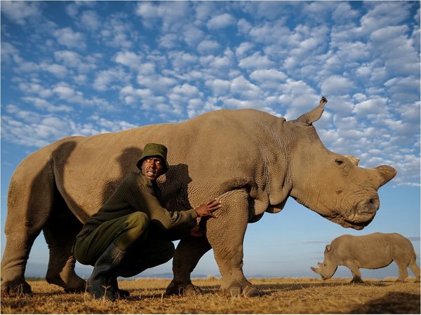 Extraen óvulos de rinoceronte blanco para intentar salvar especie