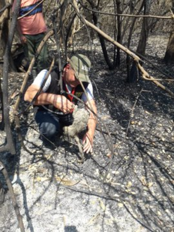 No registran actualmente focos de incendio en el Chaco