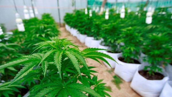 Proponen despenalizar el autocultivo del cannabis con fines medicinales » Ñanduti
