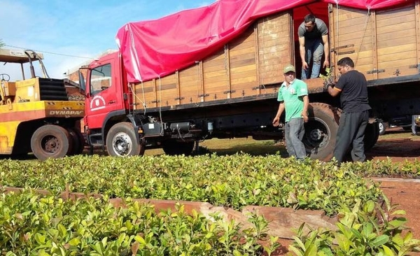 HOY / Yerbateros queman su producto para “no regalar” a los industriales