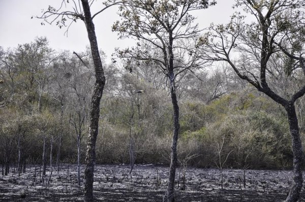 CONFIRMAN QUE YA NO EXISTEN FOCOS DE INCENDIO EN EL CHACO