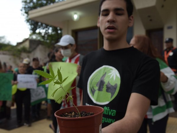 Plantean despenalizar cultivo del cannabis para uso medicinal