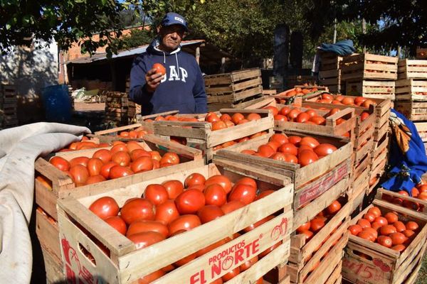 Éxito rotundo en feria de tomates: 12.000 kilos vendidos en un sólo día » Ñanduti