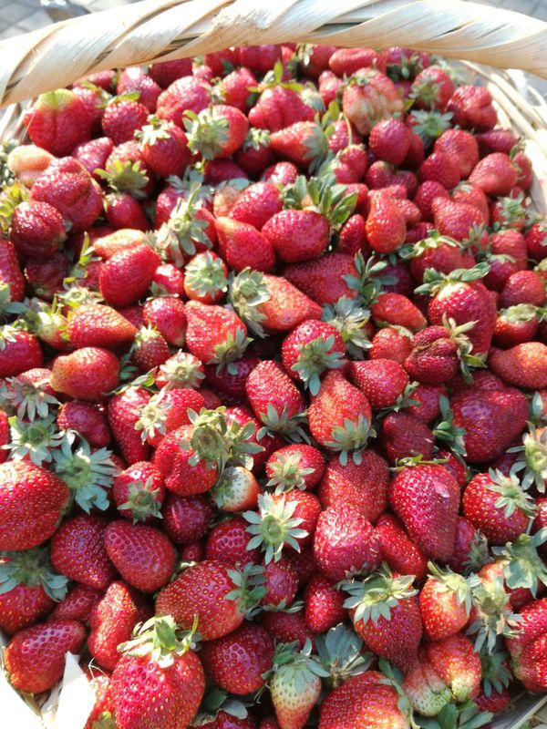 Continúan ferias de frutilla, tomate y mandioca en Central